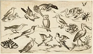 Twelve types of birds, including an owl and pelican, individually labelled Twelve types of birds, including an owl and pelican, individually labelled