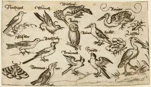 Twelve types of birds, including an owl and pelican, individually labelled Twelve types of birds, including an owl and pelican, individually labelled