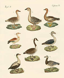 Various kinds of geese (coloured engraving) Various kinds of geese (coloured engraving)