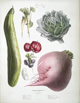 Cucumber Images Prints: Various Vegetables, including cucumber, artichoke, beetroot and tomatoes