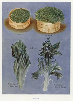 Vegetable Grower's Guide: Salads (colour litho) Vegetable Grower's Guide: Salads (colour litho)