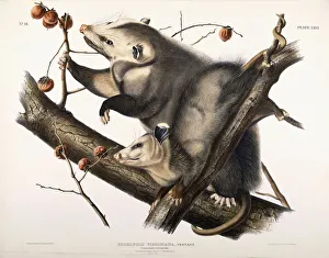 Virginian Opossum, 1845 (coloured lithograph) Virginian Opossum, 1845 (coloured lithograph)