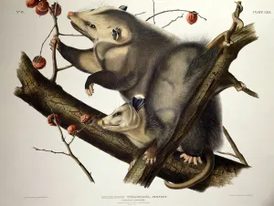 Virginian Opossum, from Quadrupeds of America, engraved by John T Virginian Opossum, from Quadrupeds of America, engraved by John T