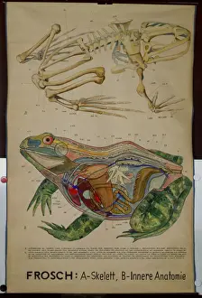 Wall Chart of the Skeleton and Anatomy of a Frog (colour litho) Wall Chart of the Skeleton and Anatomy of a Frog (colour litho)