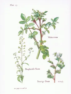 Watercress, Shepherd's Purse, Scurvy Grass, 1951 (colour litho) Watercress, Shepherd's Purse, Scurvy Grass, 1951 (colour litho)