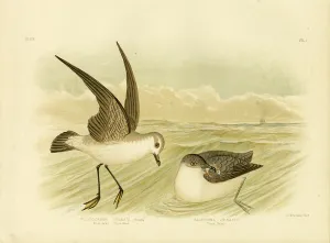 White-Faced Storm-Petrel, 1891 (colour litho) White-Faced Storm-Petrel, 1891 (colour litho)