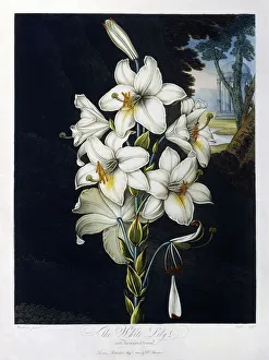 The White Lily, 1799 (colour aquatint and mezzotint, finished in hand) The White Lily, 1799 (colour aquatint and mezzotint, finished in hand)