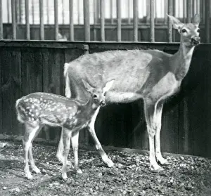 A White-tailed/Virginian Deer with her fawn at London Zoo in August 1927 (b/w photo) A White-tailed/Virginian Deer with her fawn at London Zoo in August 1927 (b/w photo)