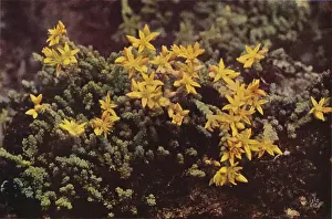 Wild flowers: Biting Stonecrop (colour photo) Wild flowers: Biting Stonecrop (colour photo)