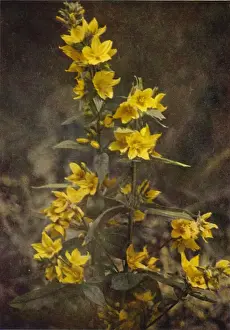 Wild flowers: Yellow Loosestrife (colour photo) Wild flowers: Yellow Loosestrife (colour photo)