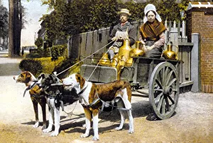 Woman selling milk in a cart pulled by dogs, c. 1900 (photo) Woman selling milk in a cart pulled by dogs, c. 1900 (photo)