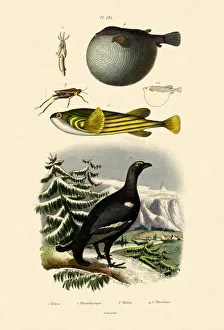 Wood Grouse, 1833-39 (coloured engraving) Wood Grouse, 1833-39 (coloured engraving)
