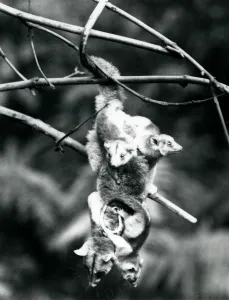 A Woolly Opossum, with her three young clinging to her, hangs from a branch using her A Woolly Opossum, with her three young clinging to her, hangs from a branch using her