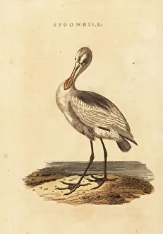 Yellow-billed spoonbill, Platalea flavipes Yellow-billed spoonbill, Platalea flavipes