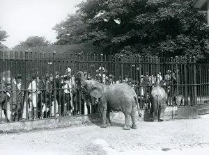 A young African Elephant and Pygmy African Elephant interact with a large group of A young African Elephant and Pygmy African Elephant interact with a large group of