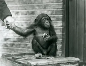 A young Chimpanzee holding the hand of a keeper while sitting on a wooden crate A young Chimpanzee holding the hand of a keeper while sitting on a wooden crate