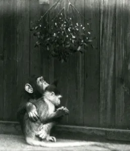 A young Chimpanzee puts his arm around a Mangabey under mistletoe at London Zoo in A young Chimpanzee puts his arm around a Mangabey under mistletoe at London Zoo in