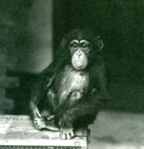 A young Chimpanzee sitting on a wooden crate at London Zoo in 1924 (b/w photo) A young Chimpanzee sitting on a wooden crate at London Zoo in 1924 (b/w photo)