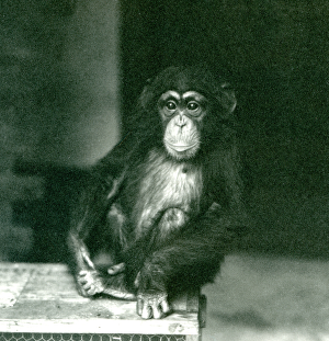 A young Chimpanzee sitting on a wooden crate at London Zoo in 1924 (b/w photo) A young Chimpanzee sitting on a wooden crate at London Zoo in 1924 (b/w photo)