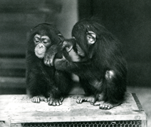 Two young Chimpanzees sitting on a wooden crate, London Zoo, 1924 (b/w photo) Two young Chimpanzees sitting on a wooden crate, London Zoo, 1924 (b/w photo)