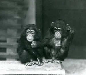 Two young Chimpanzees sitting on a wooden crate, London Zoo, 1924 (b/w photo) Two young Chimpanzees sitting on a wooden crate, London Zoo, 1924 (b/w photo)