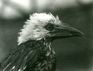 A young Hornbill at London Zoo, 1924 (b/w photo) A young Hornbill at London Zoo, 1924 (b/w photo)