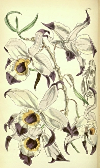 19th century botanical colour print. Botanical illustration 19th century botanical colour print. Botanical illustration