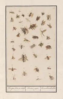 38 Winged Insects Leaf thirty-eight winged insects 38 Winged Insects Leaf thirty-eight winged insects