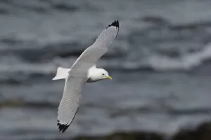 Images Dated 20th April 2008: Adult Black-legged Kittiwake in flight, Rissa tridactyla, Norway