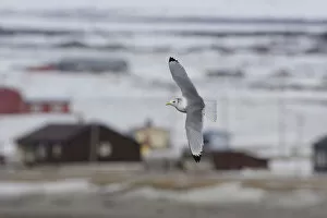 Images Dated 20th April 2008: Adult Black-legged Kittiwake in winter plumage in flight, Rissa tridactyla, Norway