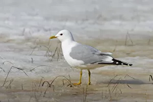 Images Dated 18th May 2005: Adult Common Gull perched on the ground, Norway