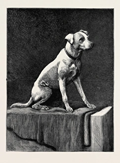 An Adventurous Dog: regimental Jack, an Afghan Campaigner An Adventurous Dog: regimental Jack, an Afghan Campaigner