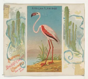African Flamingo Birds Tropics series N38 Allen & Ginter Cigarettes African Flamingo Birds Tropics series N38 Allen & Ginter Cigarettes