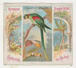 Alexandrine Ring Parakeet Birds Tropics series Alexandrine Ring Parakeet Birds Tropics series