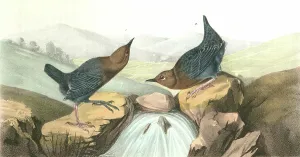 American Dipper. 1. Male. 2. Female., Audubon, John James, 1785-1851 American Dipper. 1. Male. 2. Female., Audubon, John James, 1785-1851