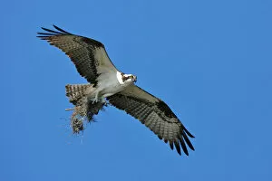 Images Dated 27th February 2006: American Osprey, United States