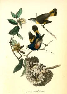 American Redstart, 1. Male, 2. Female. (Virginian Hornbeam or Iron-wood Tree.), Audubon American Redstart, 1. Male, 2. Female. (Virginian Hornbeam or Iron-wood Tree.), Audubon