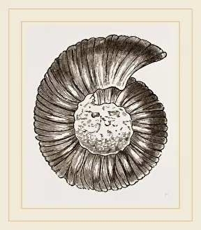 Ammonite Fossils Prints: Ammonite
