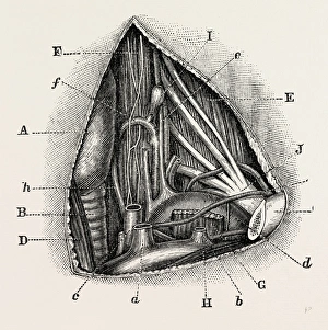 anatomy of the vertebral and inferior, medical equipment, surgical instrument, history anatomy of the vertebral and inferior, medical equipment, surgical instrument, history