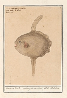 Angelfish Mola mola Maene Visch orthragoriscus Luna Angelfish Mola mola Maene Visch orthragoriscus Luna