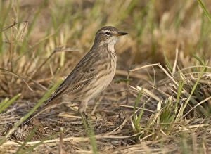 Images Dated 18th March 2006: Anthus spinoletta, Water Pipit standing in grass