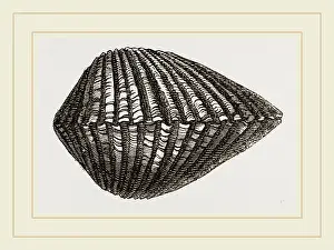 Antique Scientific Equipment Prints: Antique Arca