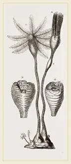 Nature Photography Collection Prints: Apiocrinites rotundas