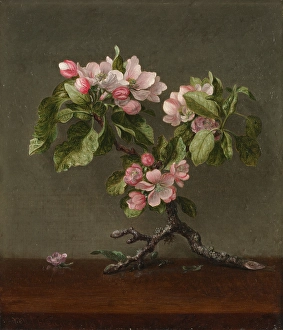 Apple Blossoms 1873 Martin Johnson Heade American Apple Blossoms 1873 Martin Johnson Heade American