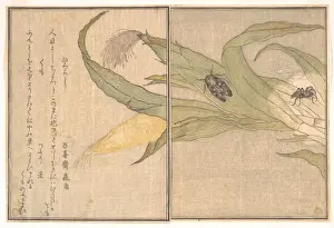 Kitagawa Utamaro Art Prints: ÒÇ