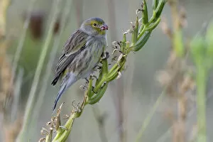 Images Dated 3rd October 2006: Atlantic Canary female perched on branch, Serinus canaria