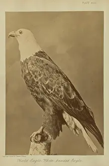 Bald Eagle Photography Prints: Bald Eagle White-headed Eagle William Notman