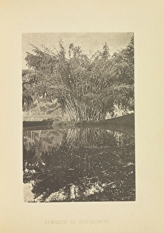 Bamboos Peradeniya Henry W Cave English 1854 Bamboos Peradeniya Henry W Cave English 1854