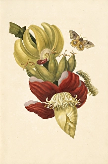Banana tree flower Musa paradisiaca io moth Automeris liberia Banana tree flower Musa paradisiaca io moth Automeris liberia