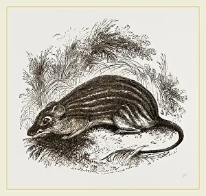 Barbary Mouse Print by Librifly